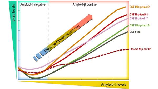 The graphic shows the changes of the new biomarkers p-tau (p-tau181, 217 and 231) as beta-amyloid protein accumulates in the brain in the preclinical phase of Alzheimer's disease