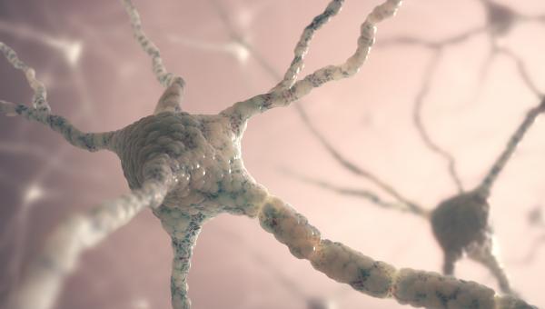 Neurons