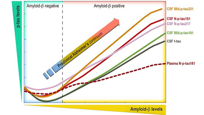 The graphic shows the changes of the new biomarkers p-tau (p-tau181, 217 and 231) as beta-amyloid protein accumulates in the brain in the preclinical phase of Alzheimer's disease